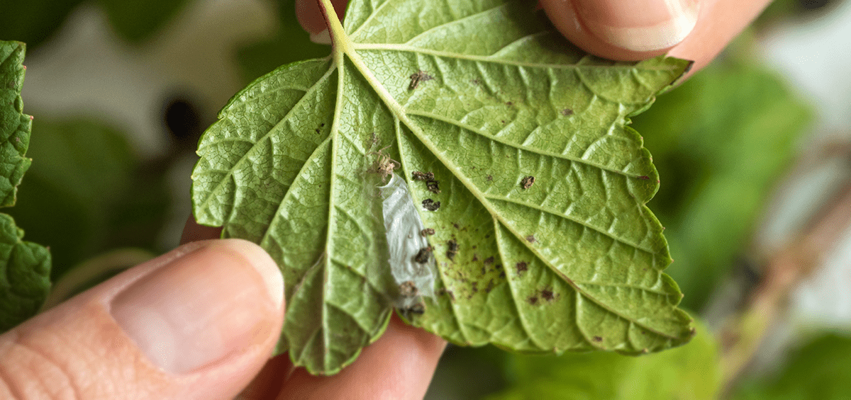 Organic Pest and Disease Control