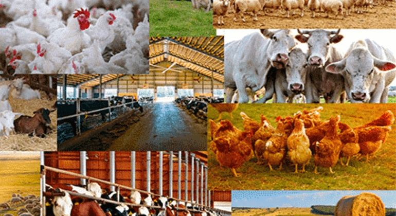 Organic Livestock Production (Feeding, Breeding and Housing)