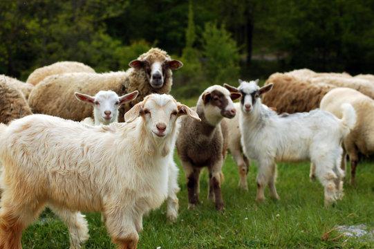 Natural Deworming Methods in Goats and Sheep