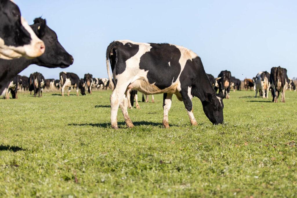 Organic Livestock Feeding: Principles and Practices