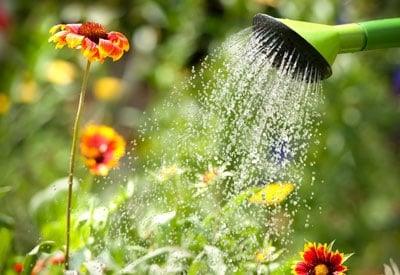 Fish Emulsion Fertilizer: The Smelly Secret to Fast-Growing Crops