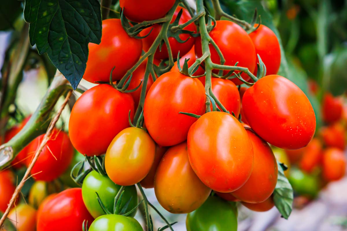 How to Grow Roma Tomatoes Organically