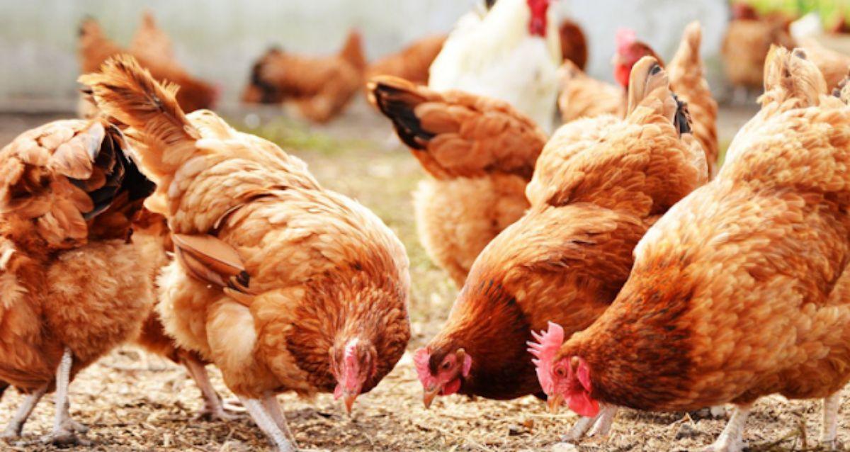 Organic Disease Prevention Methods in Poultry