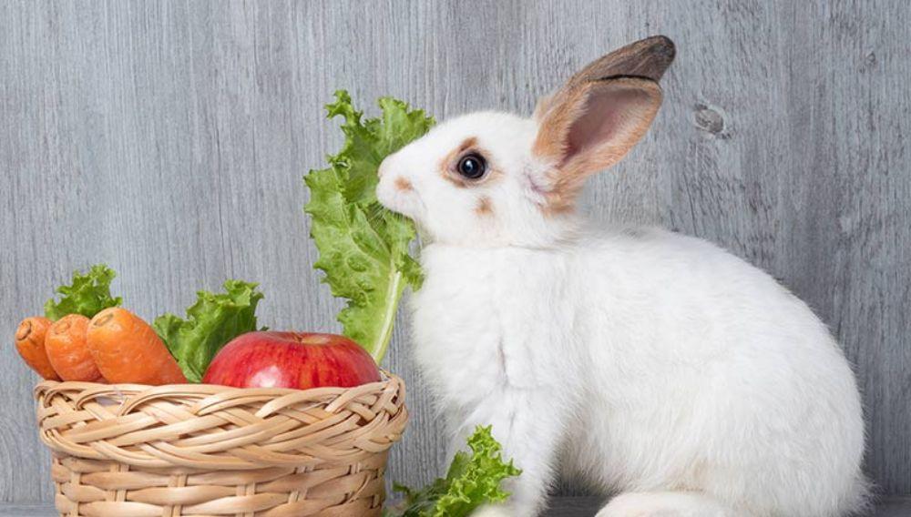 Organic Disease Prevention Methods in Rabbits