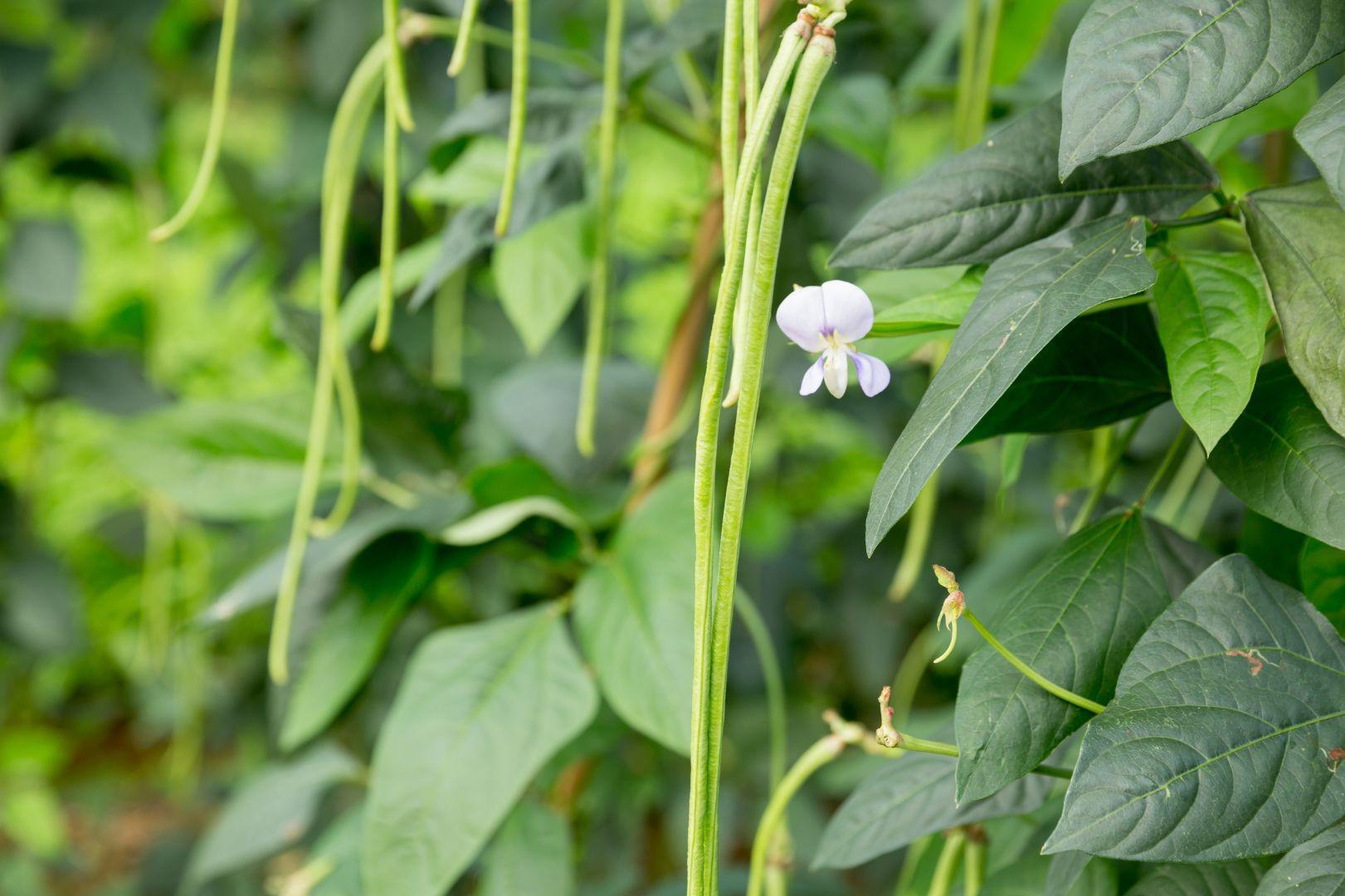 How to Use Cowpea as Green Manure and Food Crop