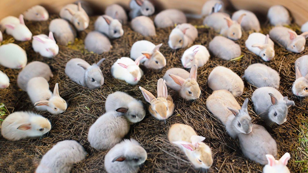 Rabbit Farming for Beginners: A Low-Cost Organic Model